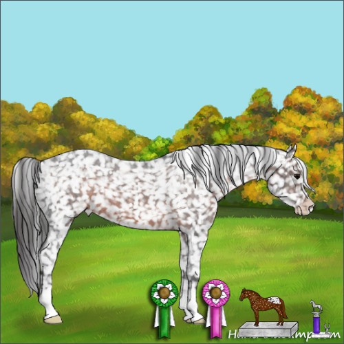 Horse Color:Brown Appaloosa 