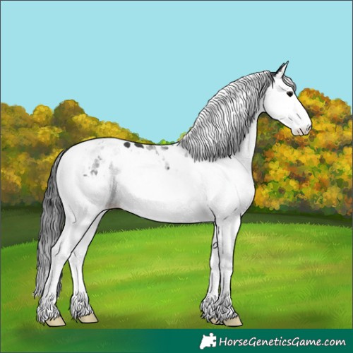Horse Color:Black Splash Tobiano 