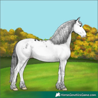 Horse Color:Black Splash Tobiano 