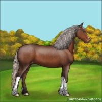Horse Color:Silver Brown Appaloosa