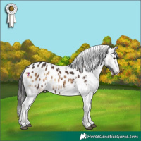 Horse Color:Liver Red Onyx Appaloosa Rabicano 