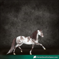 Horse Color:Platinum White Spotted Chocolate Brown Dun 