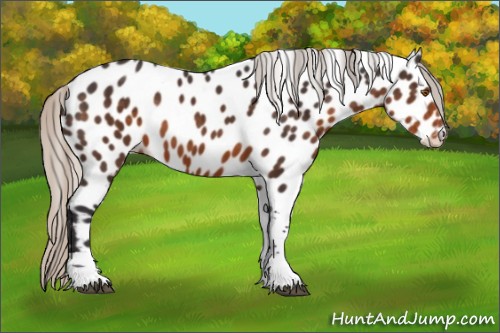 Horse Color:Silver Buckskin Tobiano Appaloosa 