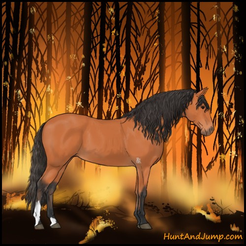Horse Color:Bay 