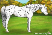 Horse Color:Brown Sabino Leopard 