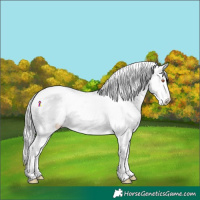 Horse Color:White Spotted Chocolate Buckskin Chinchilla Onyx Varnish Rabicano 