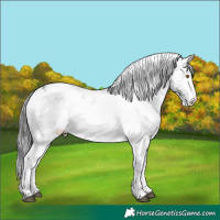 Horse Color:White Spotted Brown Chinchilla Onyx Appaloosa