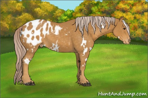 Horse Color:White Spotted Palomino Appaloosa 