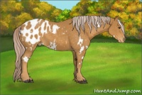 Horse Color:White Spotted Palomino Appaloosa