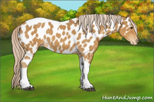 Horse Color:Palomino Tobiano Appaloosa