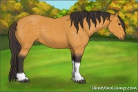 Horse Color:Buckskin Tobiano 