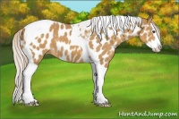 Horse Color:Palomino Splash Tobiano Appaloosa 