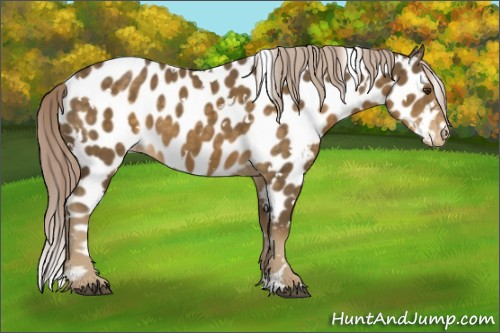 Horse Color:White Spotted Chocolate Palomino Near Leopard 