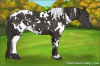 Horse Color:White Spotted Smoky Black