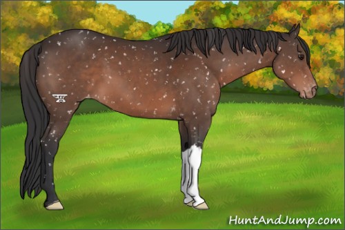 Horse Color:Brown Mushroom Snowflake Varnish 