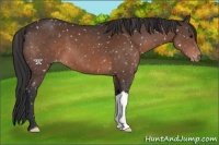 Horse Color:Brown Mushroom Appaloosa 