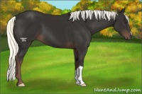 Horse Color:Liver Chestnut Mushroom 