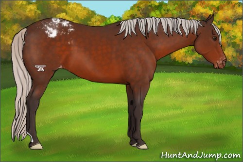 Horse Color:Silver Brown Appaloosa 
