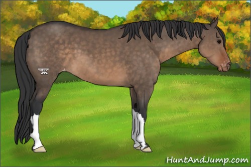 Horse Color:Brown Dun Appaloosa