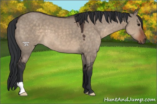 Horse Color:Brown Dun