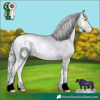 Horse Color:ERROR: UNKNOWN ANOMALY