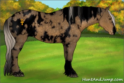 Horse Color:Void White Spotted Chocolate Palomino Appaloosa 