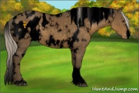 Horse Color:Void White Spotted Chocolate Palomino Appaloosa