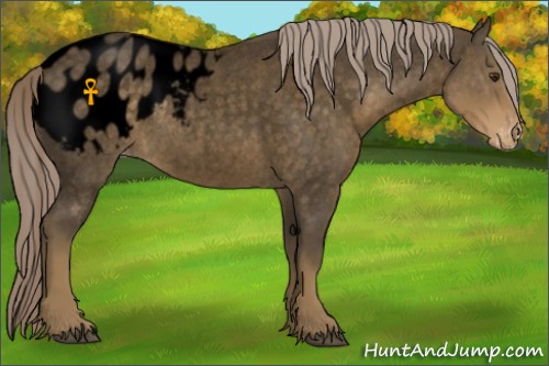 Horse Color:Void Chocolate Palomino Roan Appaloosa 