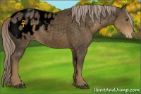 Horse Color:Void Chocolate Palomino Roan Appaloosa