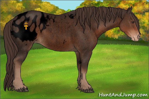 Horse Color:Void Liver Red Roan Appaloosa 