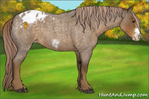 Horse Color:Chocolate Palomino Roan Frame Appaloosa 