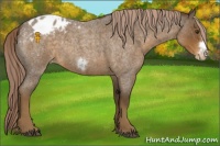 Horse Color:Chocolate Palomino Roan Frame Appaloosa