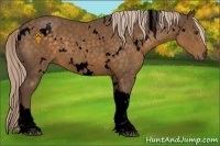 Horse Color:Void White Spotted Chocolate Palomino