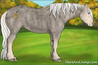Horse Color:Void Cremello Roan Appaloosa 