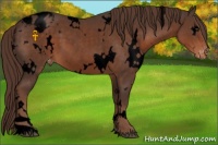Horse Color:Void White Spotted Liver Chestnut Appaloosa 