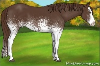 Horse Color:White Spotted Liver Chestnut Splash 
