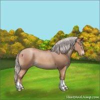Horse Color:Silver Classic Champagne Appaloosa 