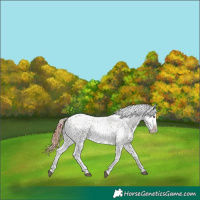 Horse Color:Red Dun Roan Appaloosa Rabicano Brindle 
