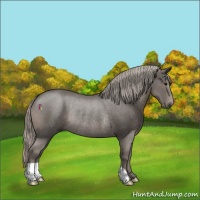 Horse Color:Silver Black Rabicano 
