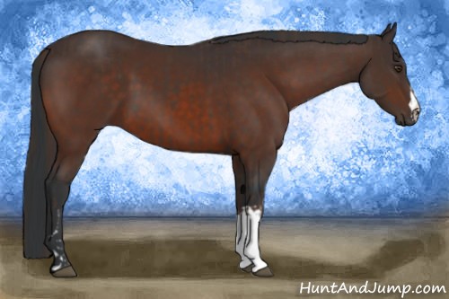 Horse Color:Liver Chestnut  and Bay 