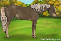 Horse Color:Chocolate Palomino and Chocolate Palomino