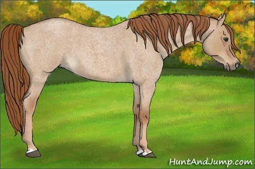 Horse Color:Red Dun Roan