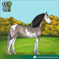 Horse Color:Grullo Onyx Sabino Splash Tobiano