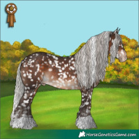 Horse Color:Silver Brown Appaloosa Rabicano 