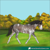 Horse Color:Liver Chestnut Sabino Appaloosa Rabicano