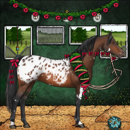Horse Color:White Spotted Bay Appaloosa