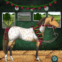 Horse Color:Buckskin Appaloosa 
