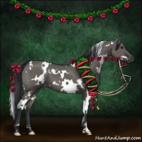 Horse Color:White Spotted Grullo 