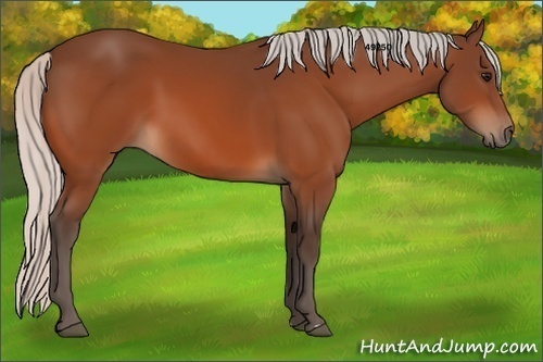 Horse Color:Silver Bay 