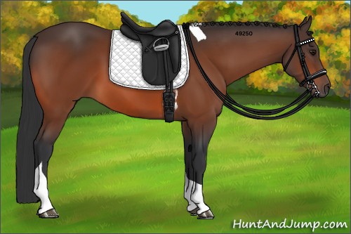 Horse Color:Bay Tobiano 